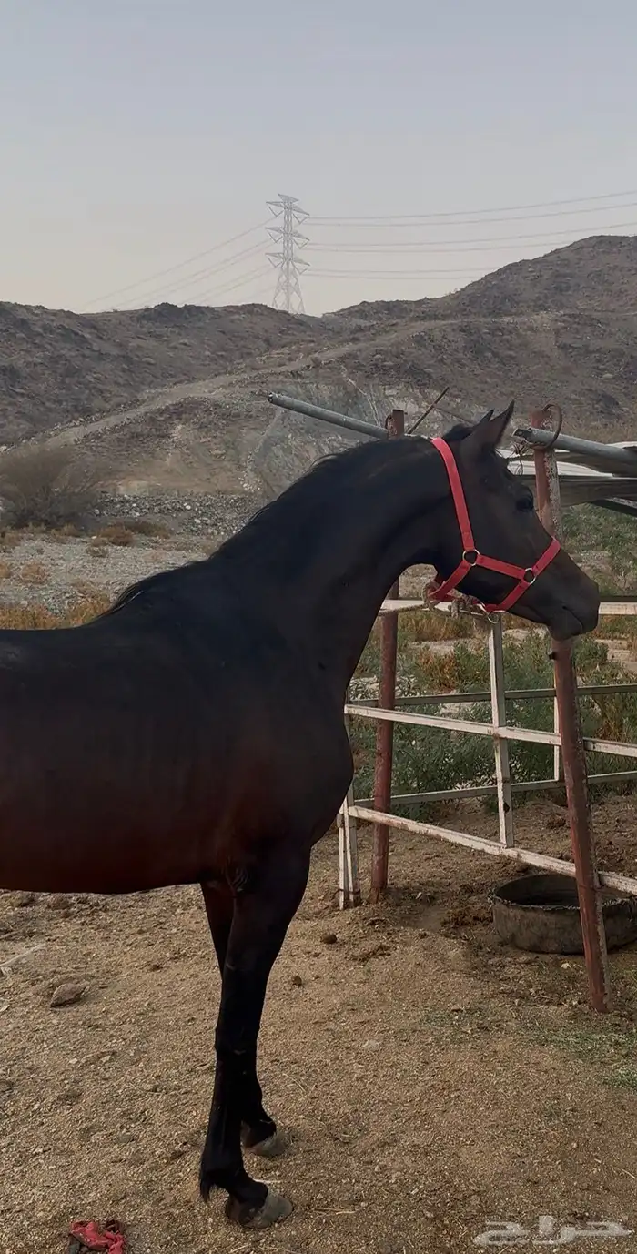 حصان للبيع 5