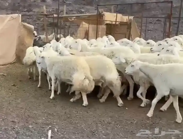 حريات فاخره وسعر طيب 5