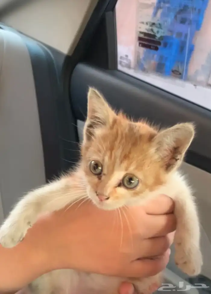 قط كيتين بلدي للتبني منقذ 0