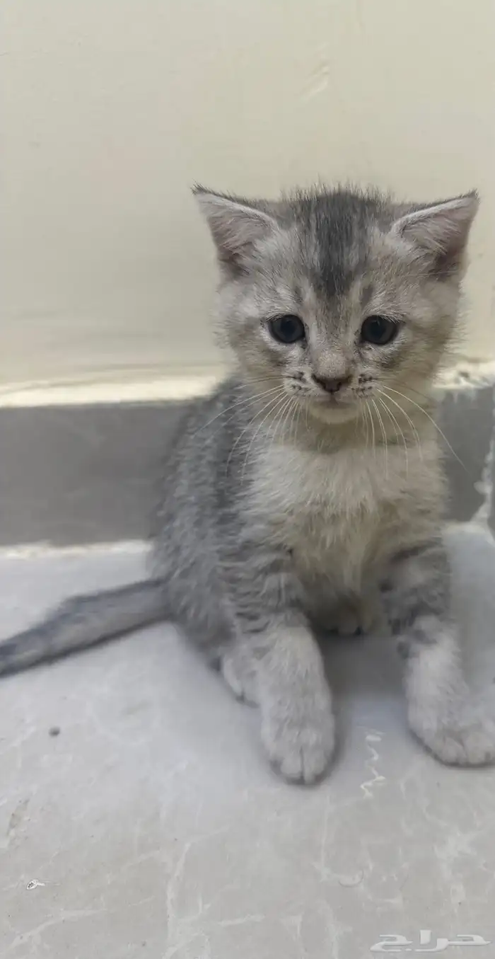 قطط للتبني  كتن 8