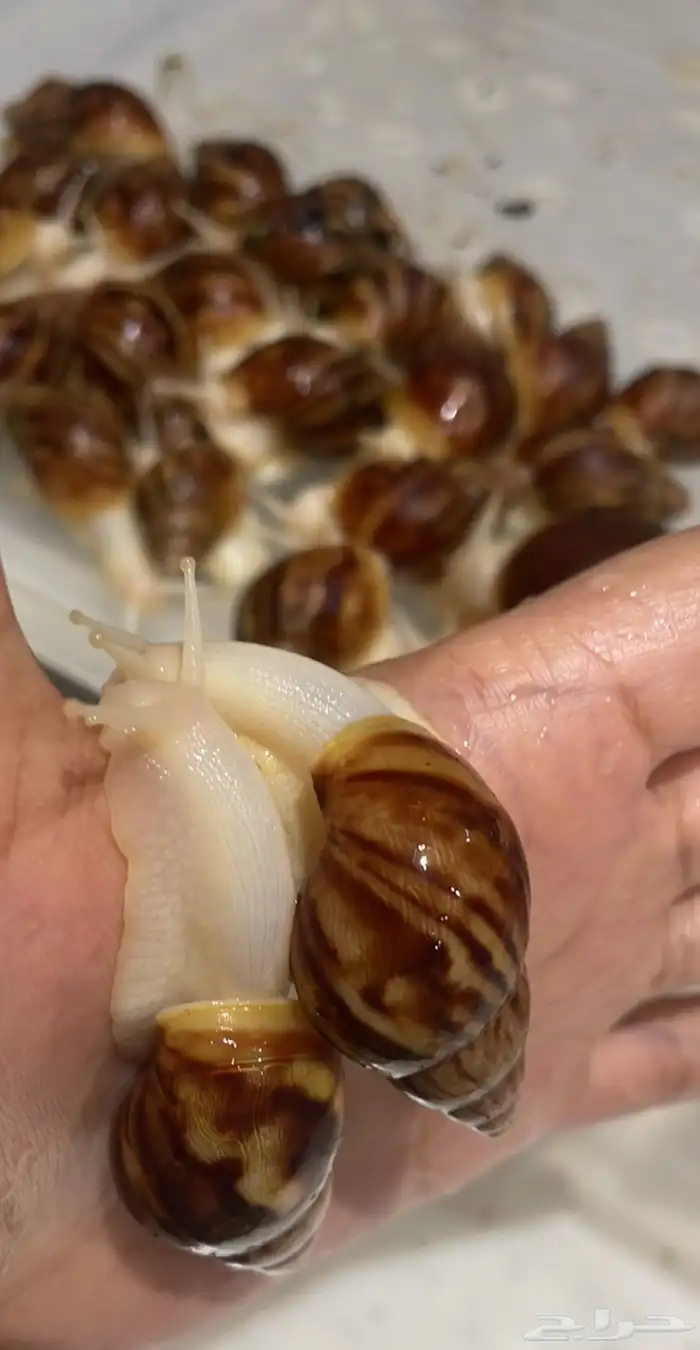 حلزون افريقي عملاق 0