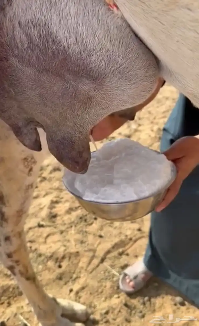 خلفه وضحا تحتها بكره 5