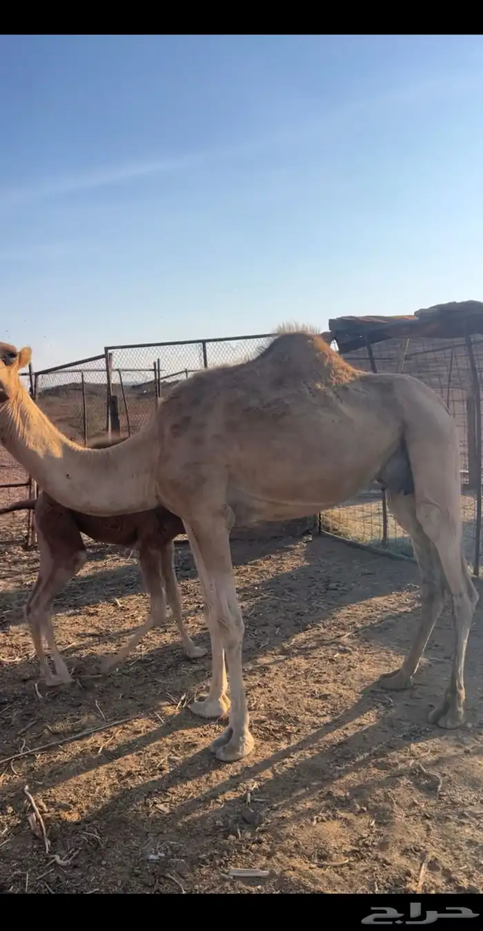 نياق خلفات مصاغير طياب شرط 4