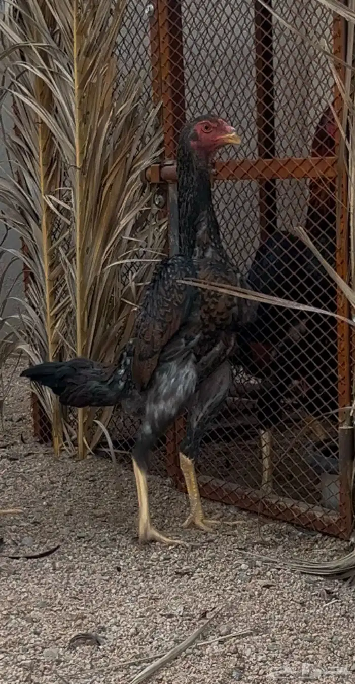 ديك ودجاجه شامو يباني 2