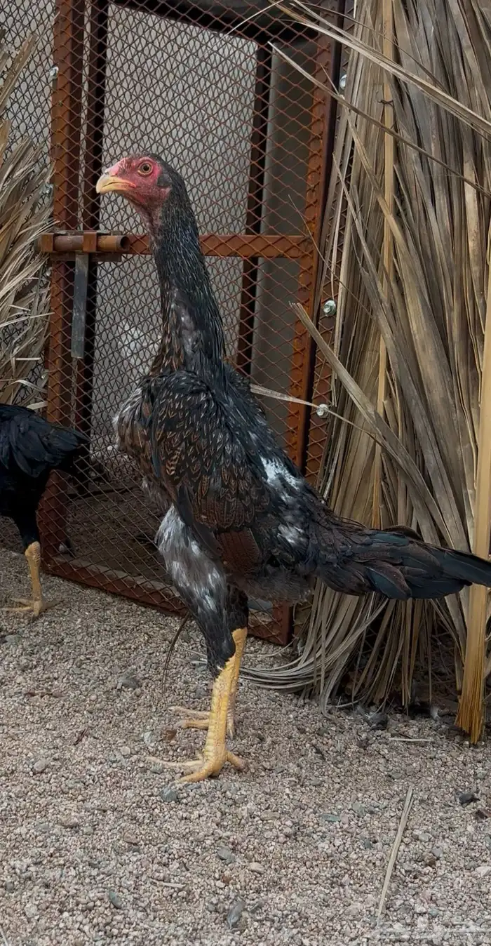 ديك ودجاجه شامو يباني 3