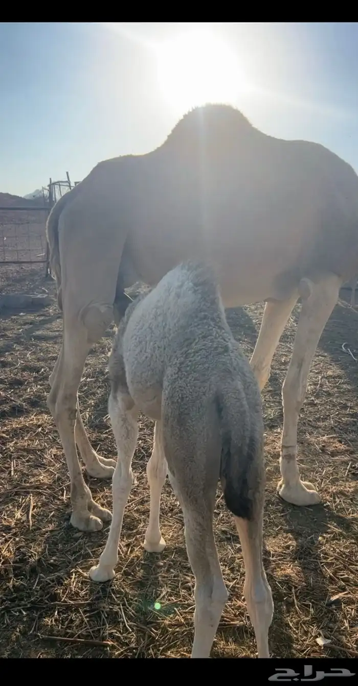 نياق خلفات مصاغير طياب شرط 3