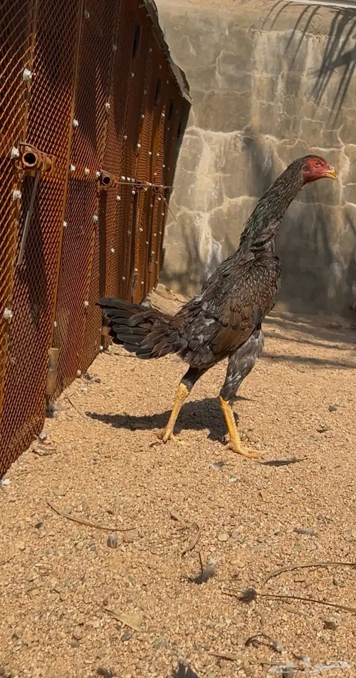 ديك ودجاجه شامو يباني 4