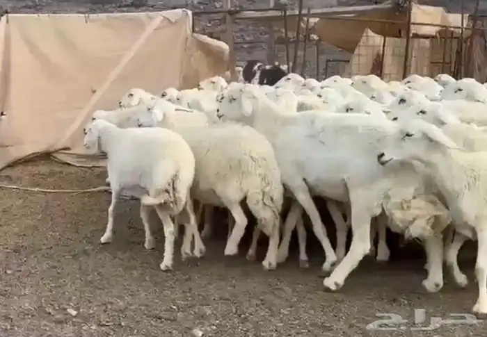 حريات فاخره وسعر طيب 2