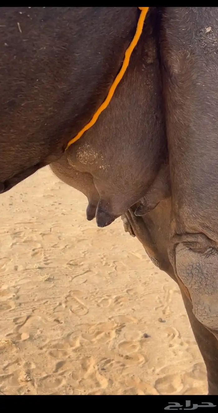 خلفة مجهم كفو 4