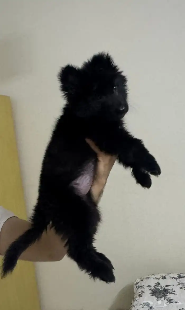 كلبه جيرمن للبيع 0