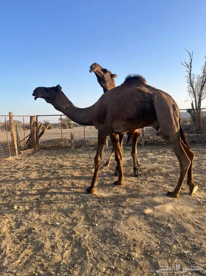 قعود فحل ثني حمر ادهم 5