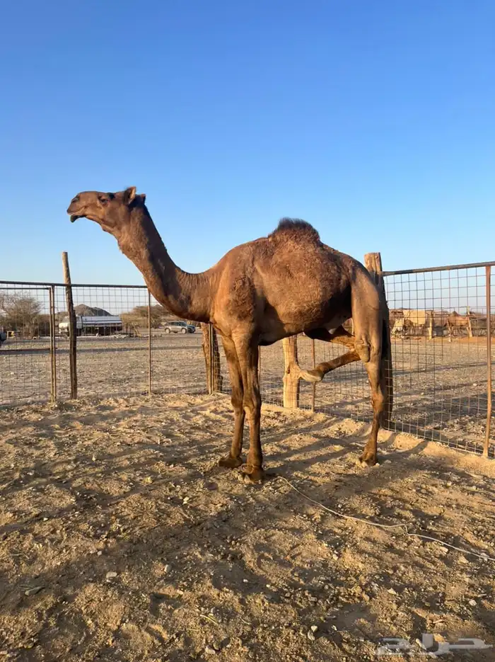 قعود فحل ثني حمر ادهم 6