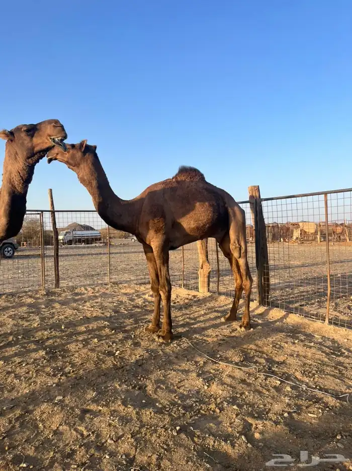 قعود فحل ثني حمر ادهم 2