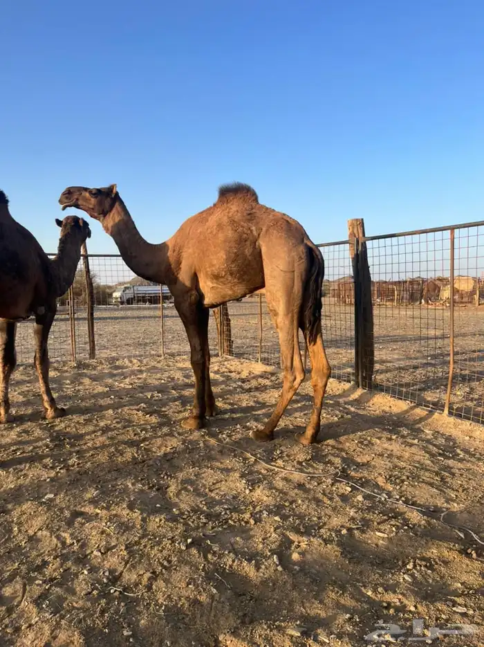 قعود فحل ثني حمر ادهم 4