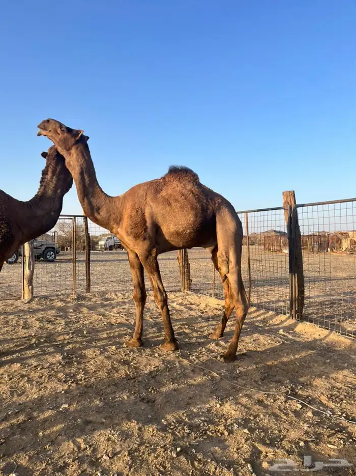 قعود فحل ثني حمر ادهم 1