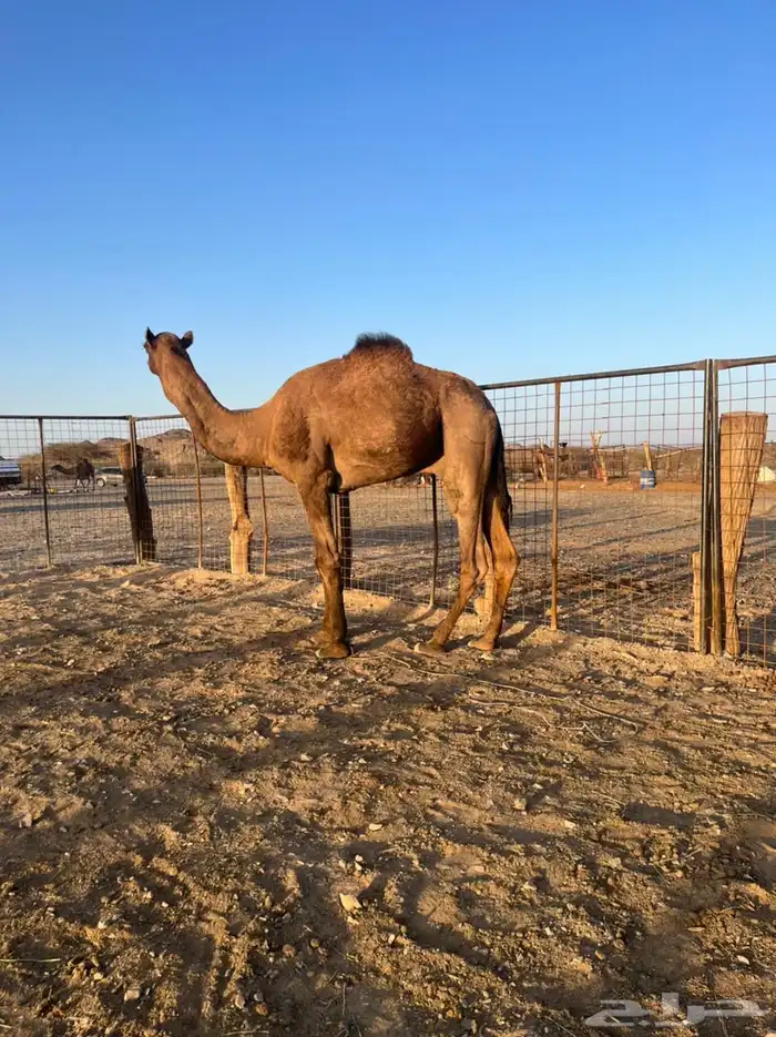 قعود فحل ثني حمر ادهم 3