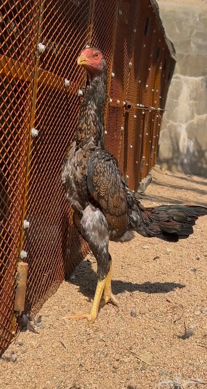 ديك ودجاجه شامو يباني 5
