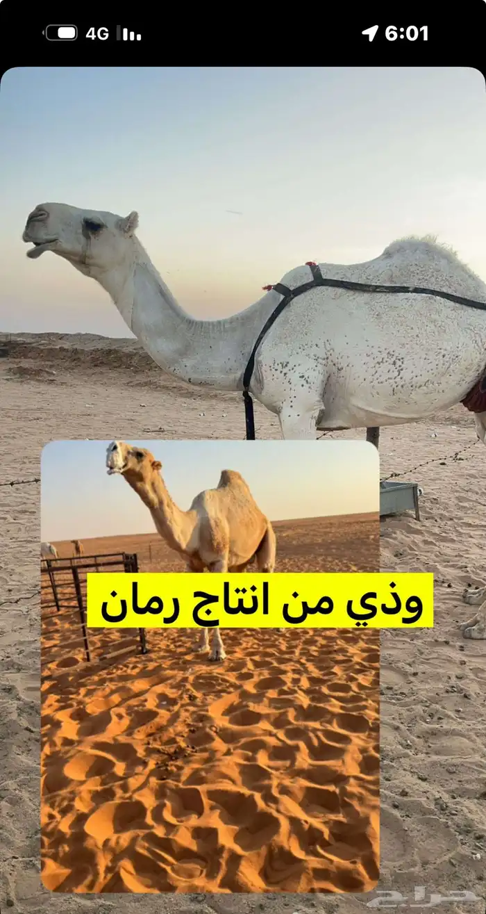 بعير منتج انتاج قوي وانتاجه موجود معه 3