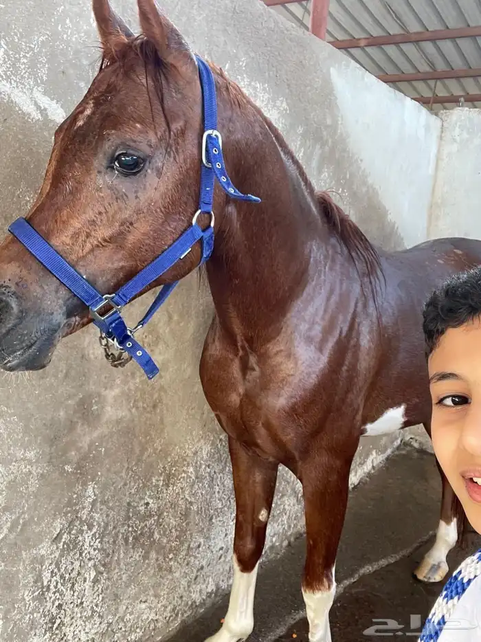 حصان واهو بطل 3