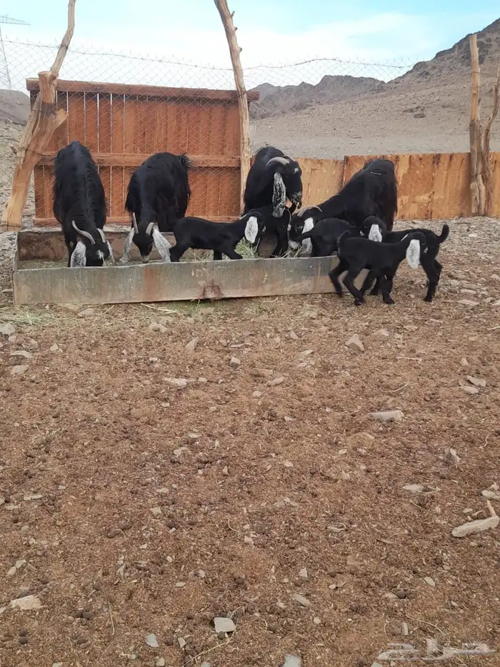 للبيع معزاء مواليد 0