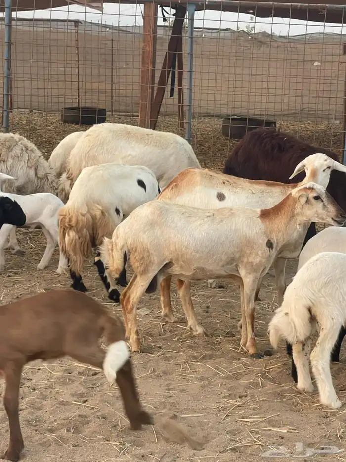 10 ضان ولد حريات ورفد تبارك الرحمن 2