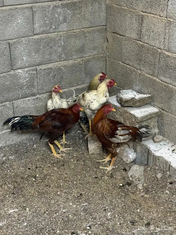 ديك باكستاني 1