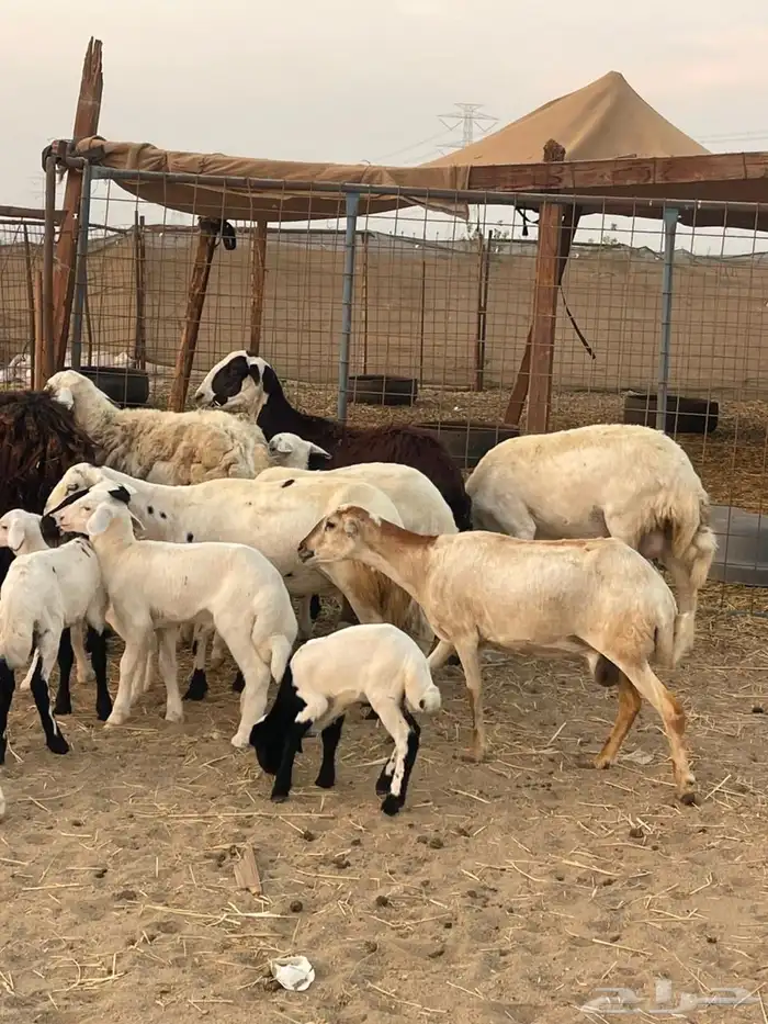 10 ضان ولد حريات ورفد تبارك الرحمن 13