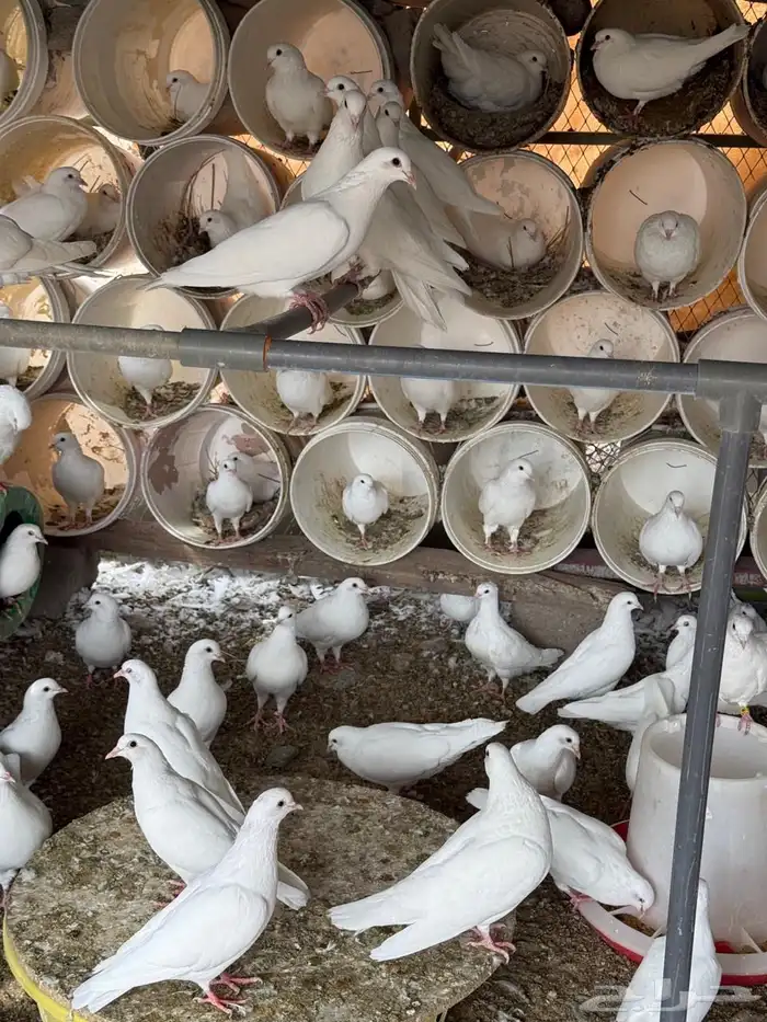 حمام فرنسي لاحم 0