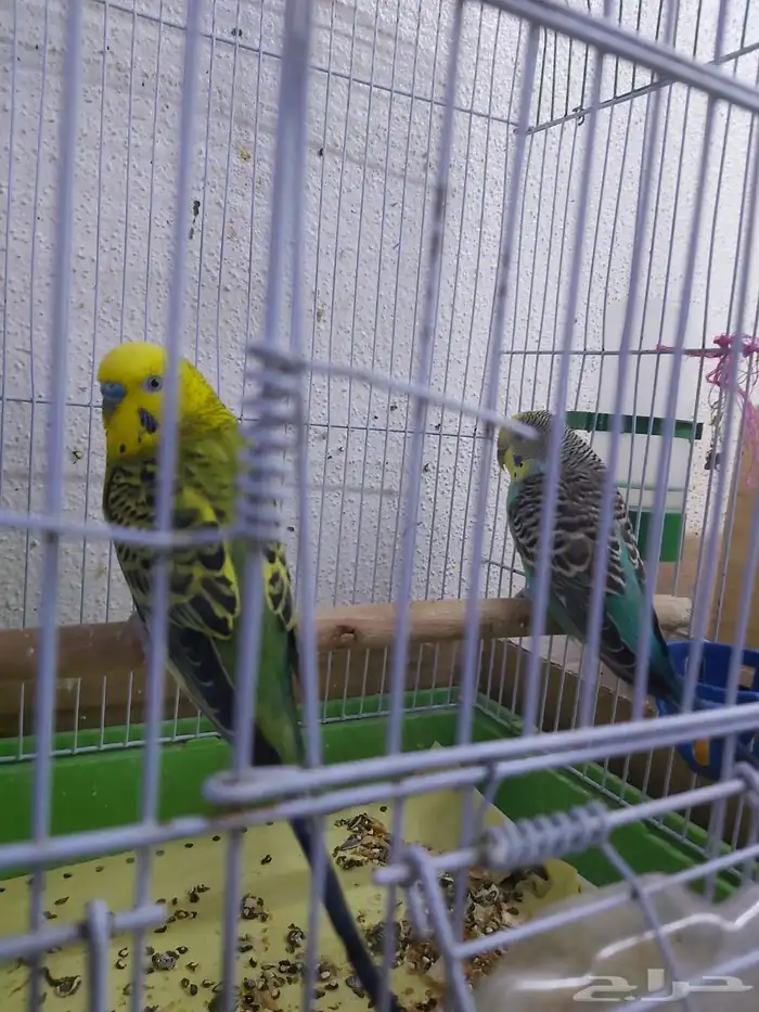 عصفور البادجي زوج بدون فروخ 0