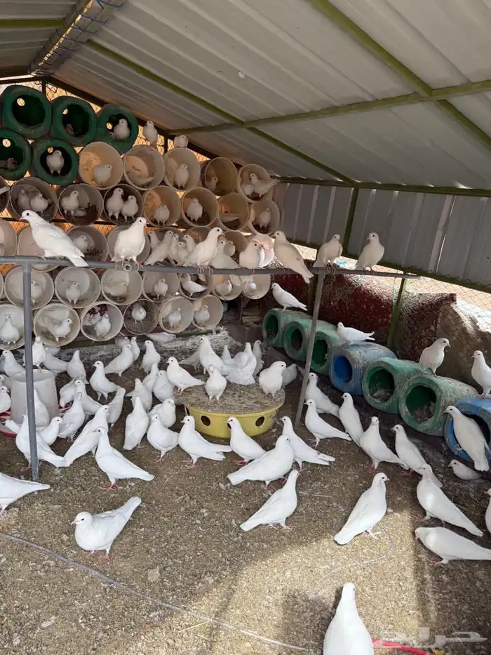 حمام فرنسي لاحم 4