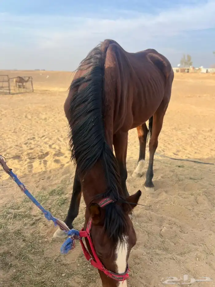 حصان للبيع 1