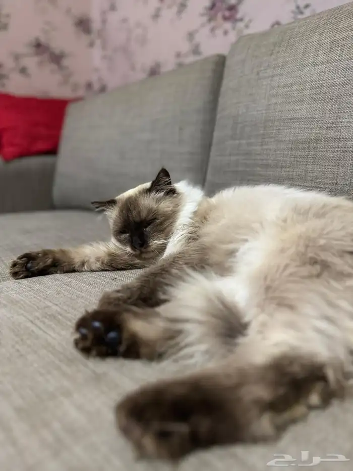 قطة للبيع انثي 3