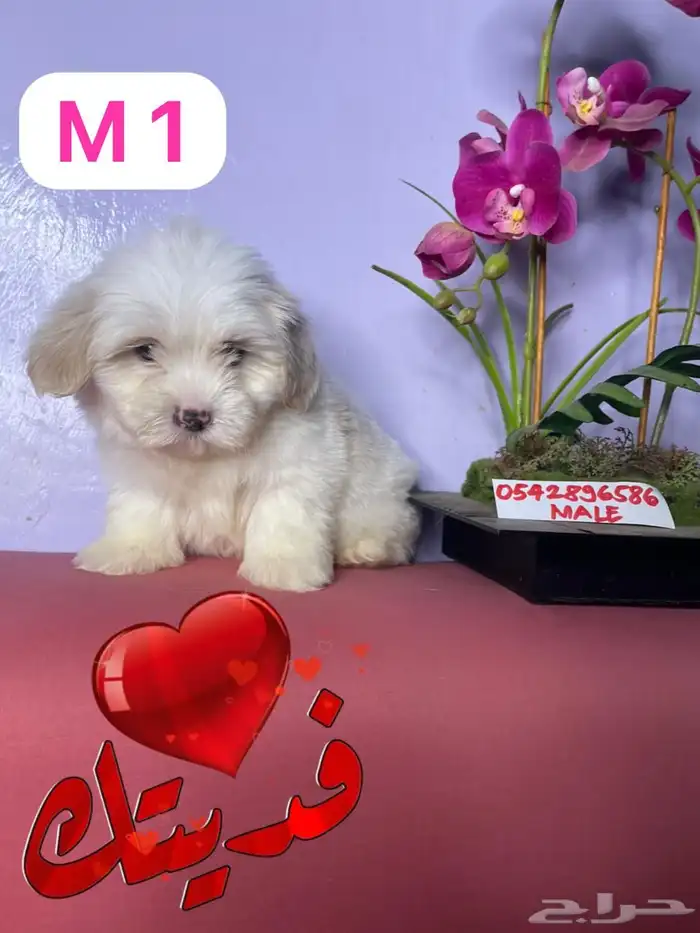 mini Maltese and mini Shitzhu 6