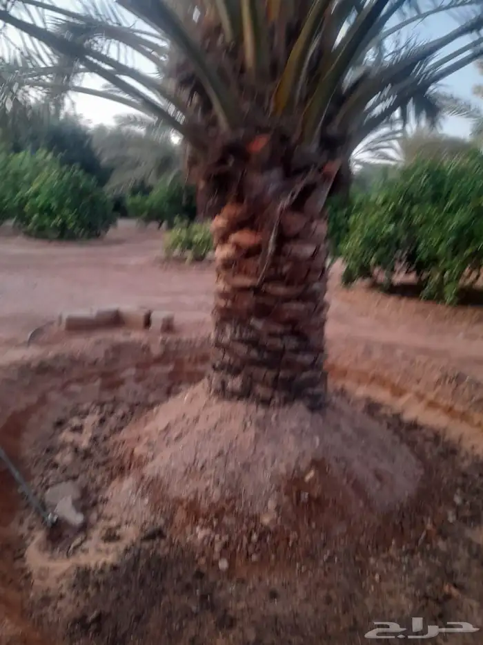 غرس جميع انواع الاشجار 3