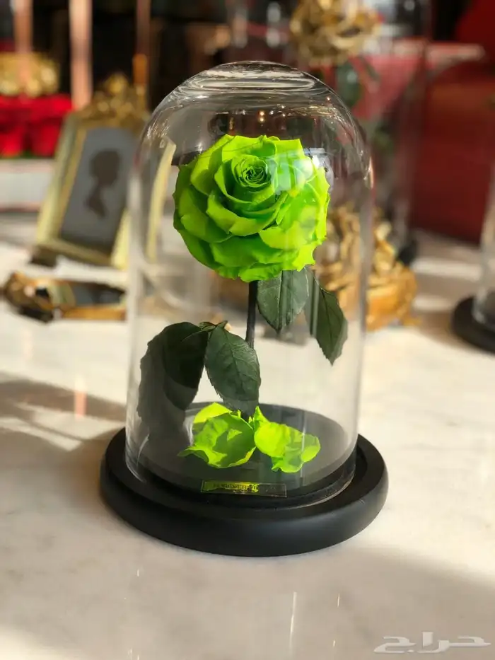 بضاعه ورود واكسسوارات 4