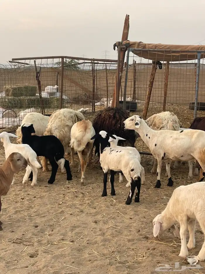 10 ضان ولد حريات ورفد تبارك الرحمن 11