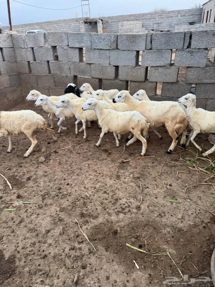 رخال للبيع 0