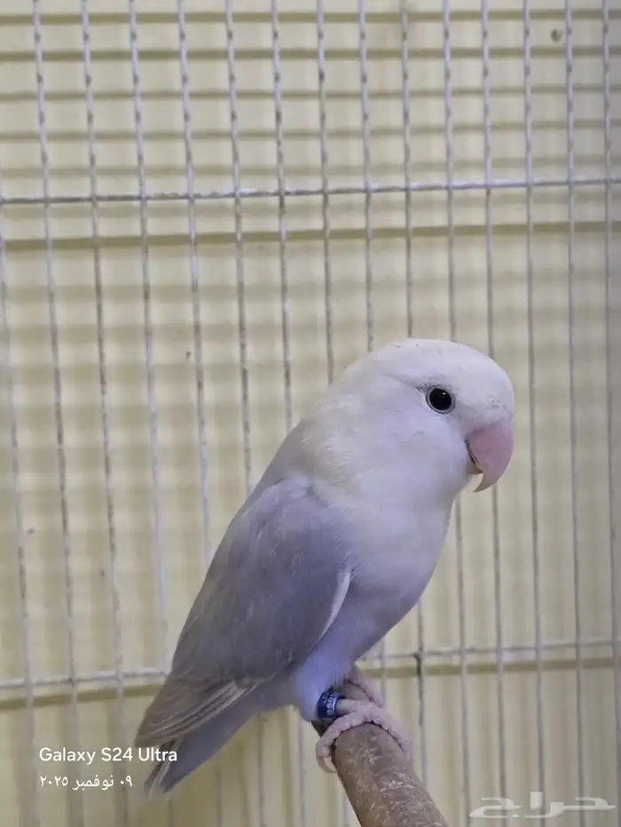 الطير ضايع الي يحصله يتواصل معي 0