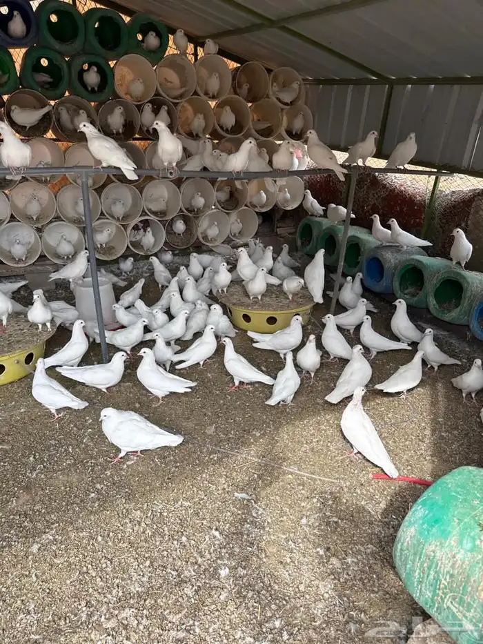 حمام فرنسي لاحم 5