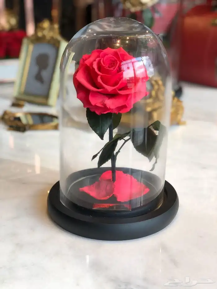 بضاعه ورود واكسسوارات 12