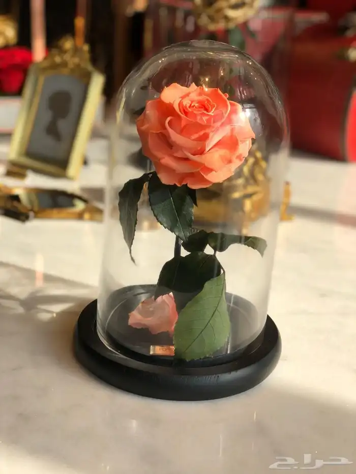 بضاعه ورود واكسسوارات 8