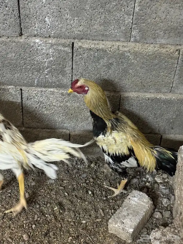 ديك باكستاني 2