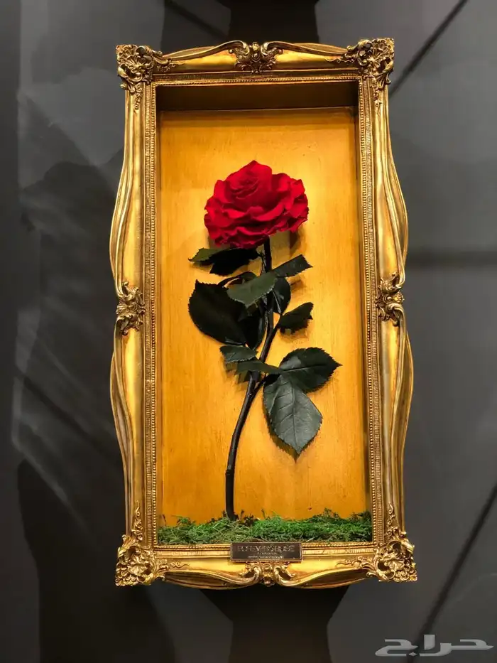 بضاعه ورود واكسسوارات 52