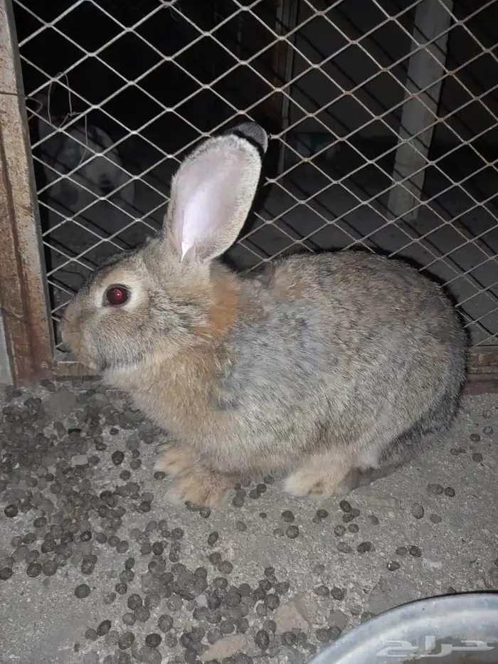 ارانب بابيون العملاق 0