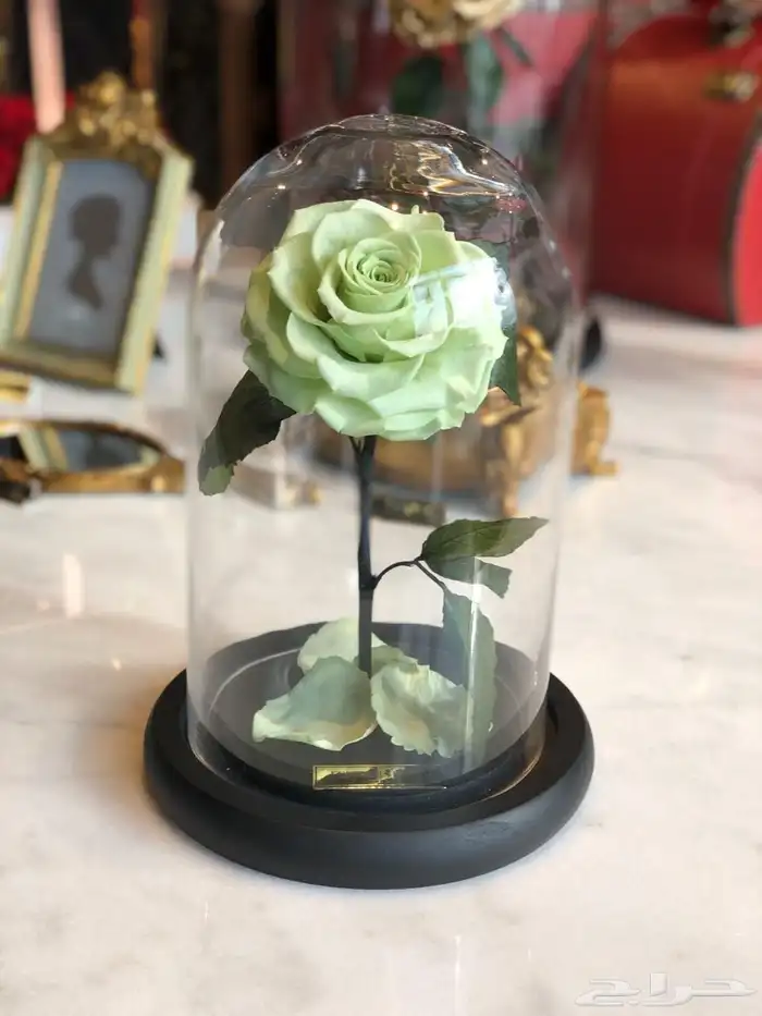 بضاعه ورود واكسسوارات 5