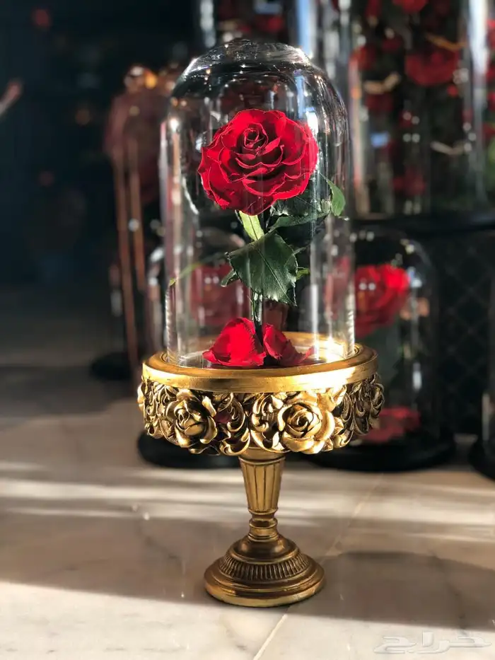 بضاعه ورود واكسسوارات 50