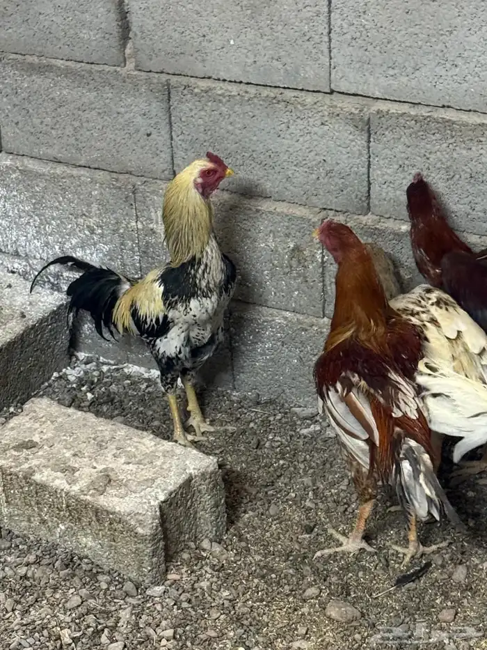 ديك باكستاني 3