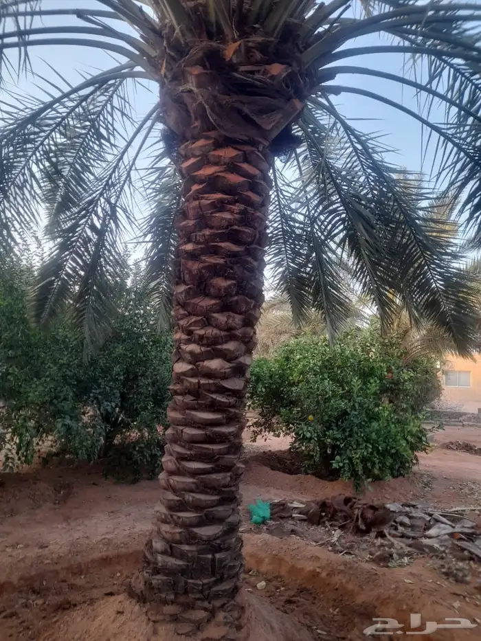 غرس جميع انواع الاشجار 1