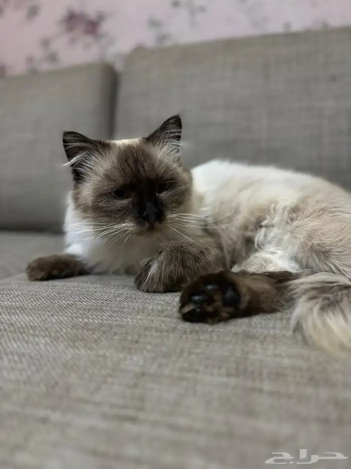 قطة للبيع انثي 0