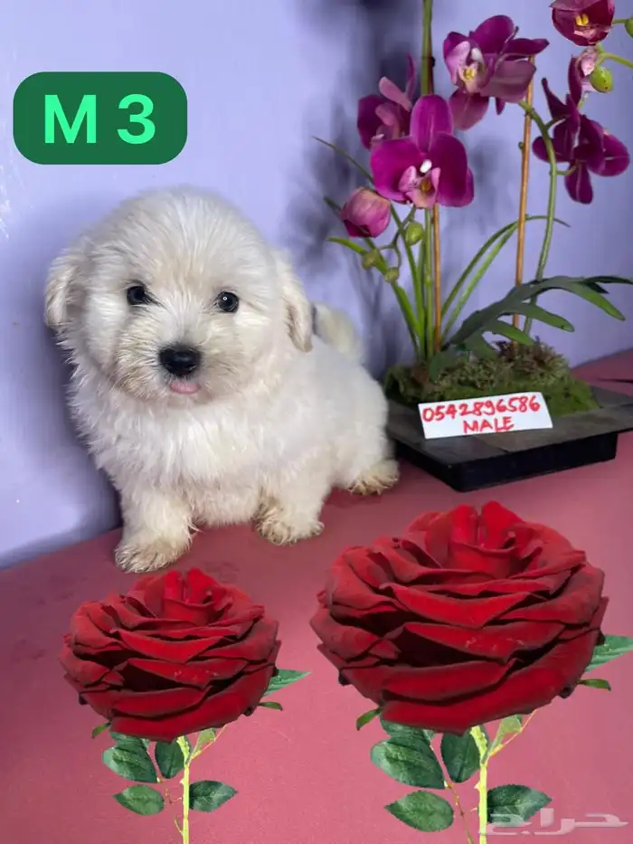 mini Maltese and mini Shitzhu 3